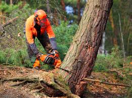 Best Hedge Trimming  in Plentywood, MT