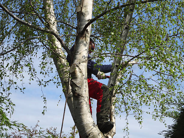 Plentywood, MT Tree Services Company